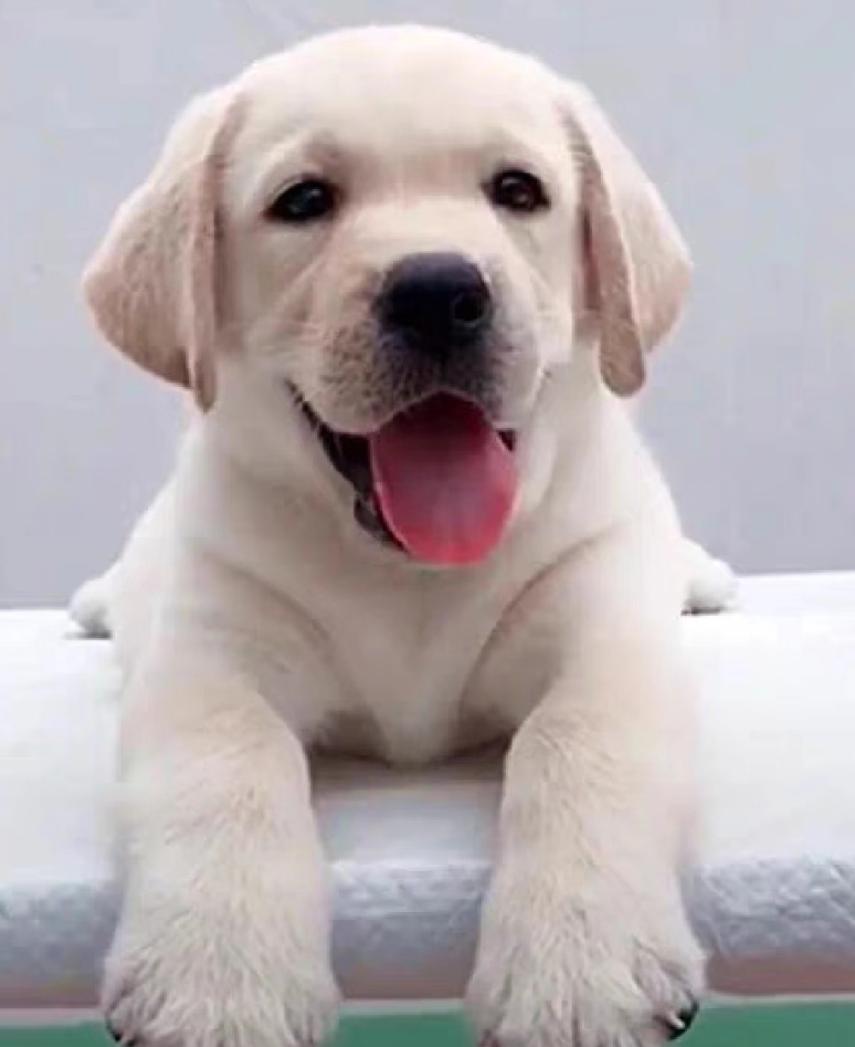 大暖男，导盲犬，伴侣犬，搜救犬